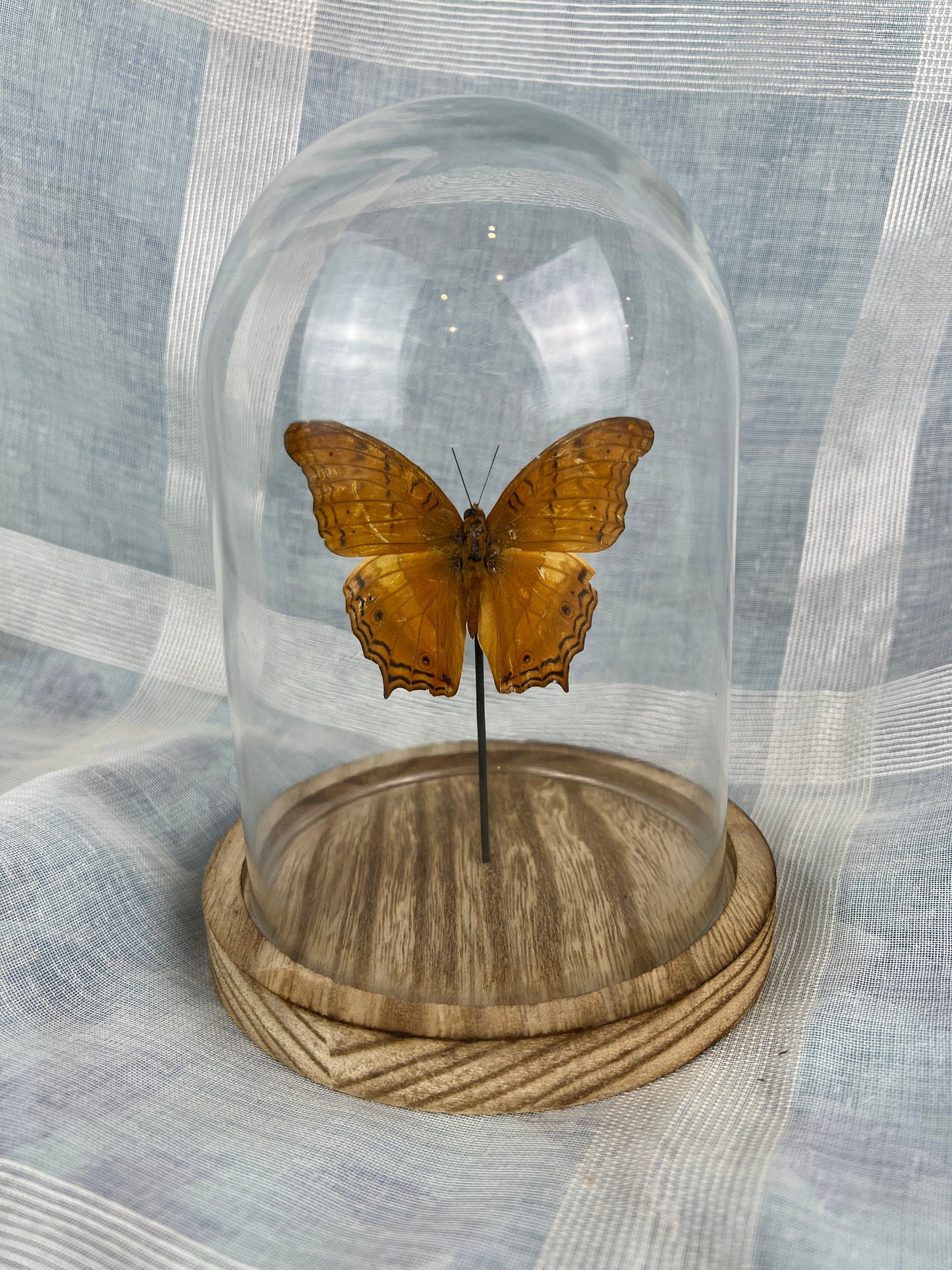 Real butterfly Vindula Erota