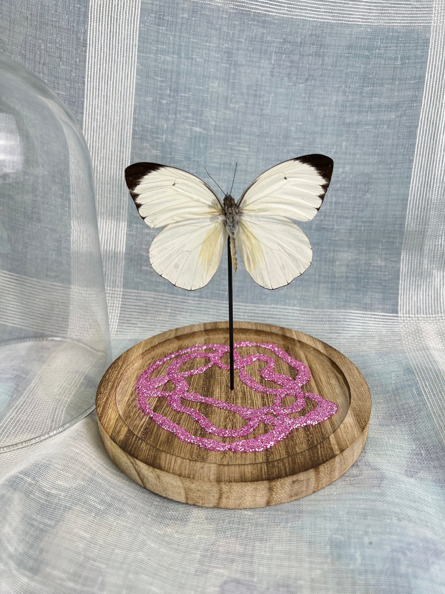 Echte vlinder | Ascia Bunaie met roze glitter element in stolp (17x13cm)