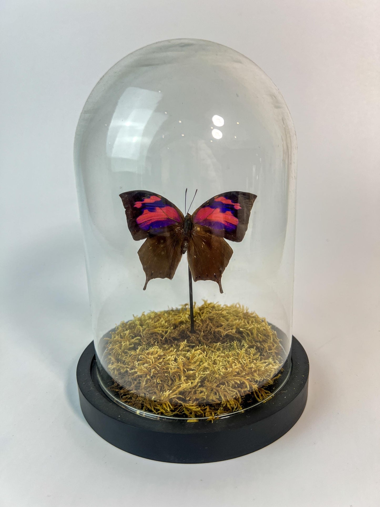 Real butterfly Anaea Nessus in nature dome