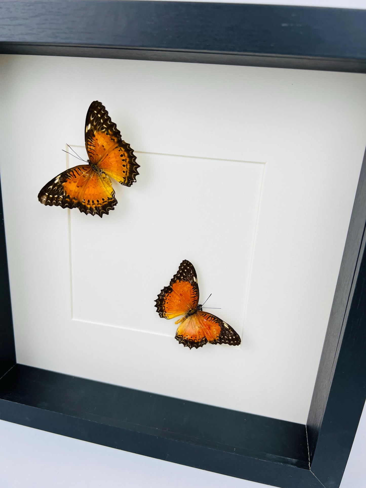 Echte vlinders | Cethosia Biblis in lijst (25x25cm)