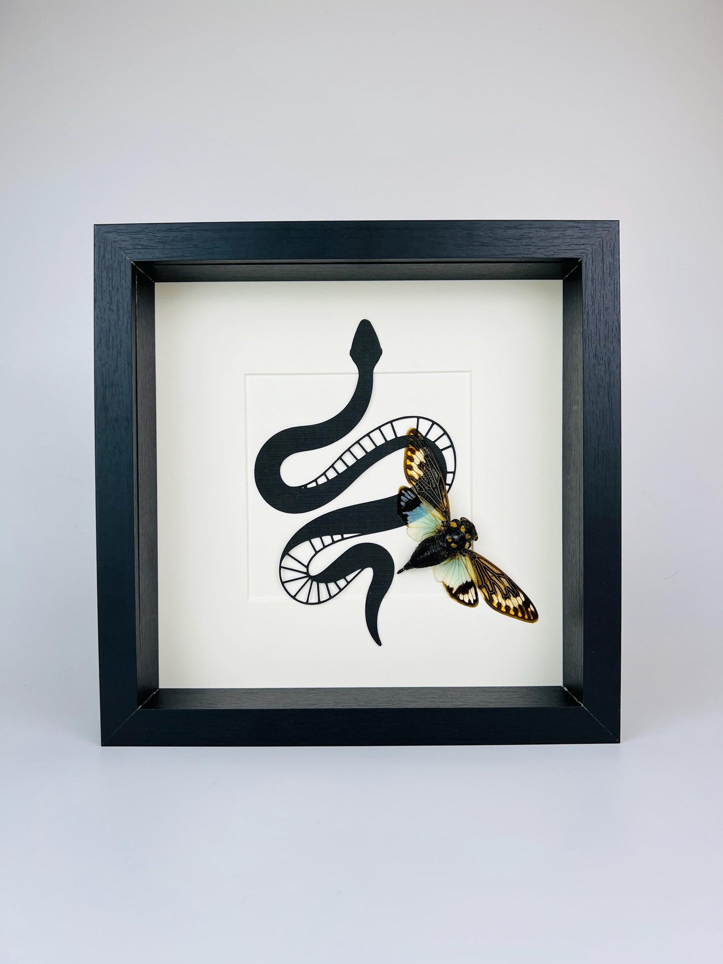 Framed Cicada Tosena Splendida with Decorative Snake – 25 x 25 cm (9.8 x 9.8 inches)
