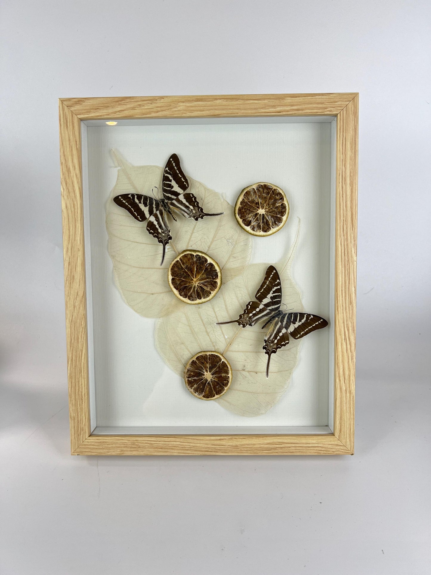 Echte vlinders | Graphium Rhesus met gedroogde ornamenten in lijst (28x22cm)