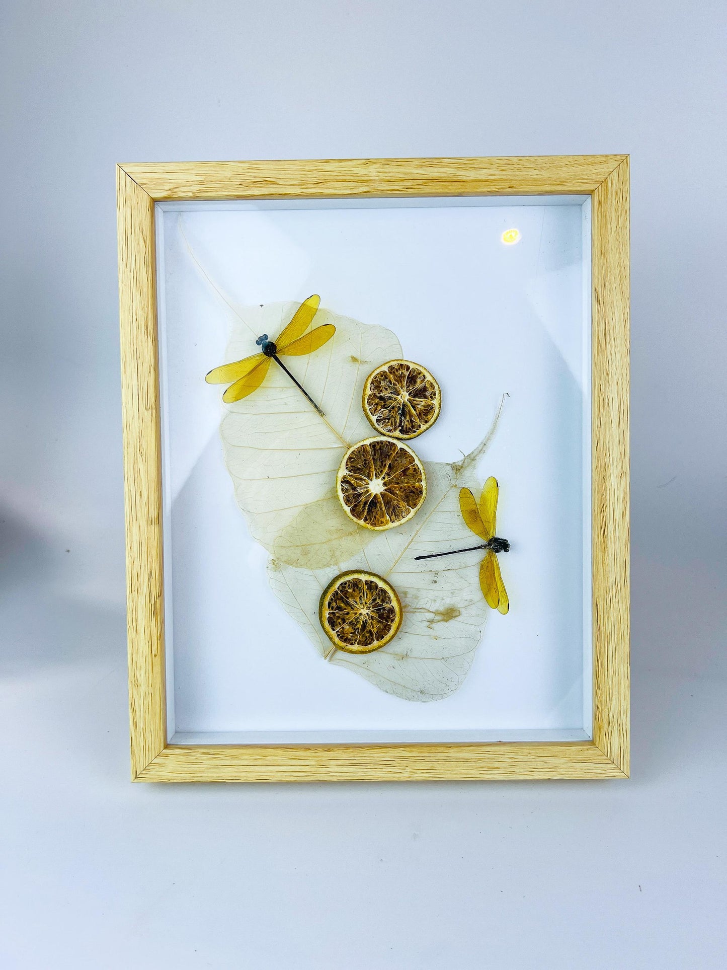 Echte insecten | Libelle met gedroogde ornamenten in lijst (28x23cm)