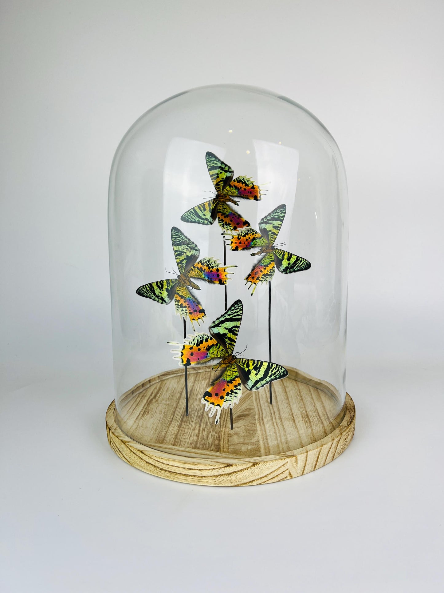 Glazen koepel met Urania Ripheus (achterkant) – display van 12,2 x 9 inch