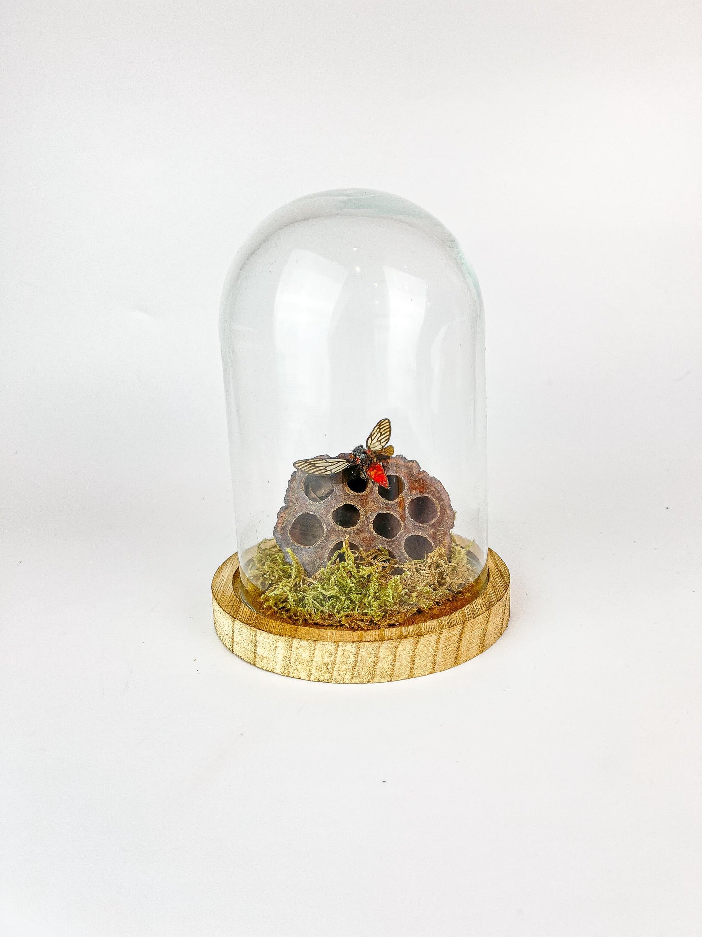 Echt insect | Huechys Incarnata Cicada met mos en gedroogde lotus bloem in stolp (17x13cm)