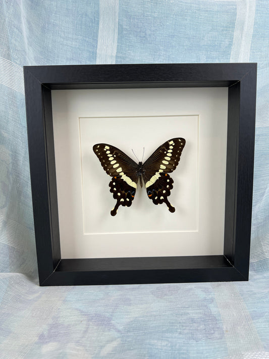 Echte vlinder | Papilio Menestheus in lijst (25x25cm)