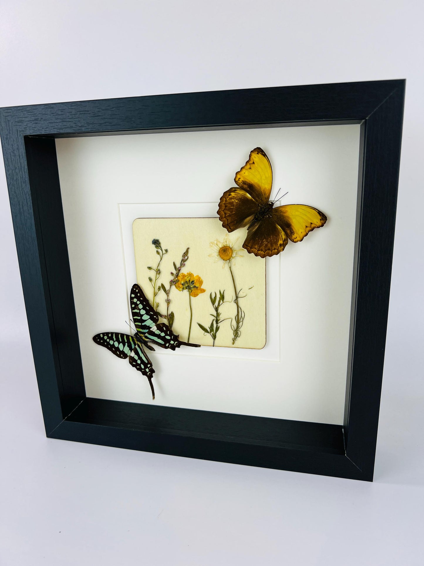 Graphium and Cymothoe Haynac Butterflies with Dried Flowers on MDF – 10x10 Inch Black Frame