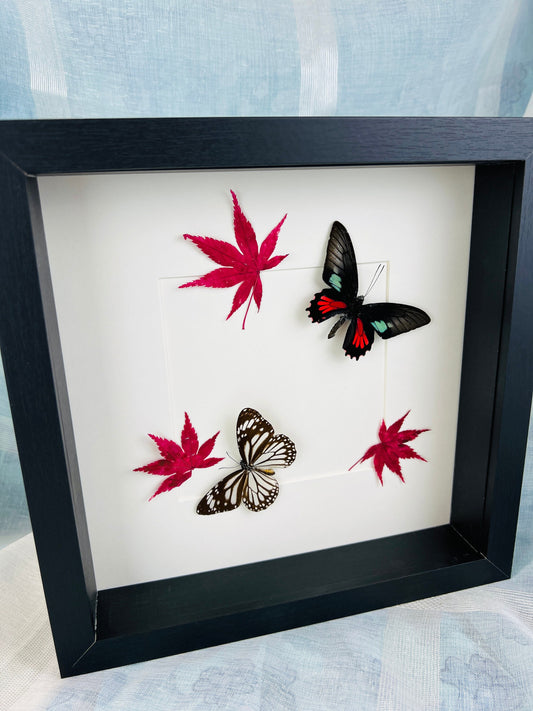 Real butterflies Parides Aeneas and Danaus Melanippus with dried Japanese Maple in frame
