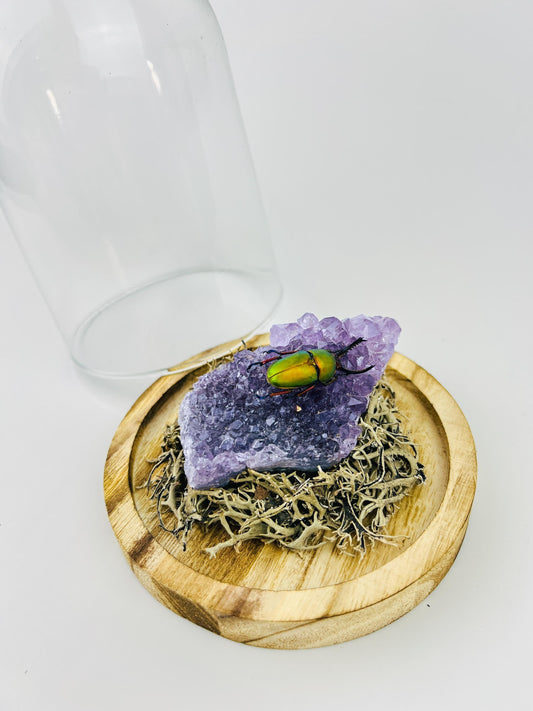 Echt insect | Iriserende kever op Amethyst in stolp (17x13 m)