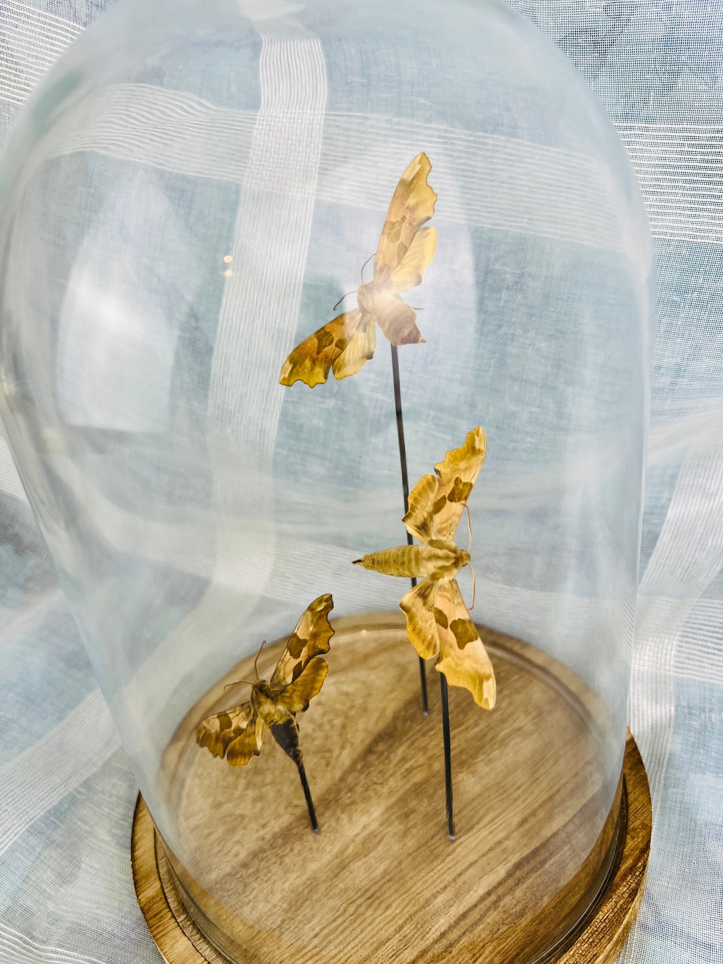 Real Sphingidae Moths Encased in Glass Dome - Exquisite Nature Display