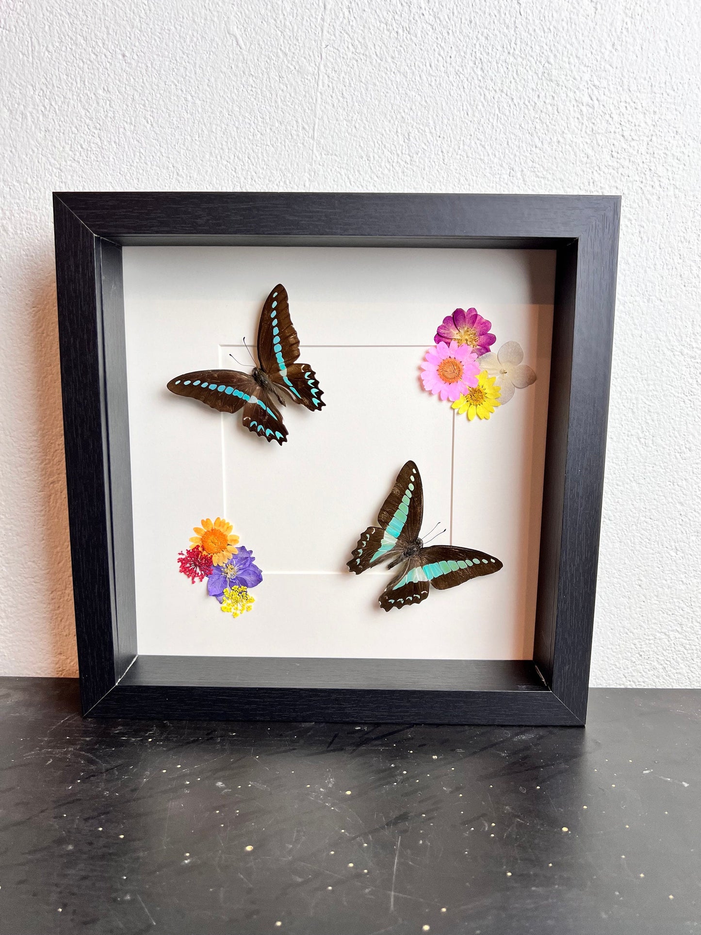 Opgezette vlinders Graphium Milon en Graphium Sarpedon met droogbloemen in lijst 25x25 cm