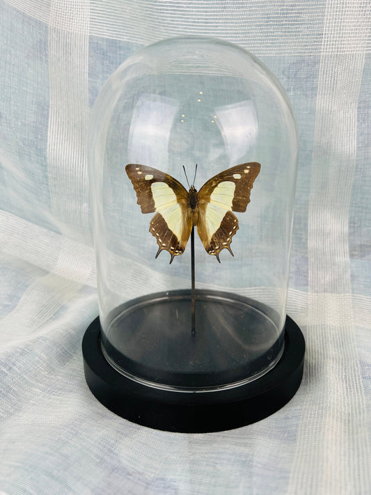 Real Butterfly Polyura Athamas Specimen in Glass Dome - Taxidermy Home Decor