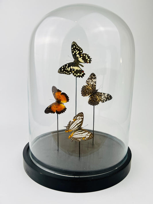 Echte vlinders | Mix vlinders in stolp (31x23cm)