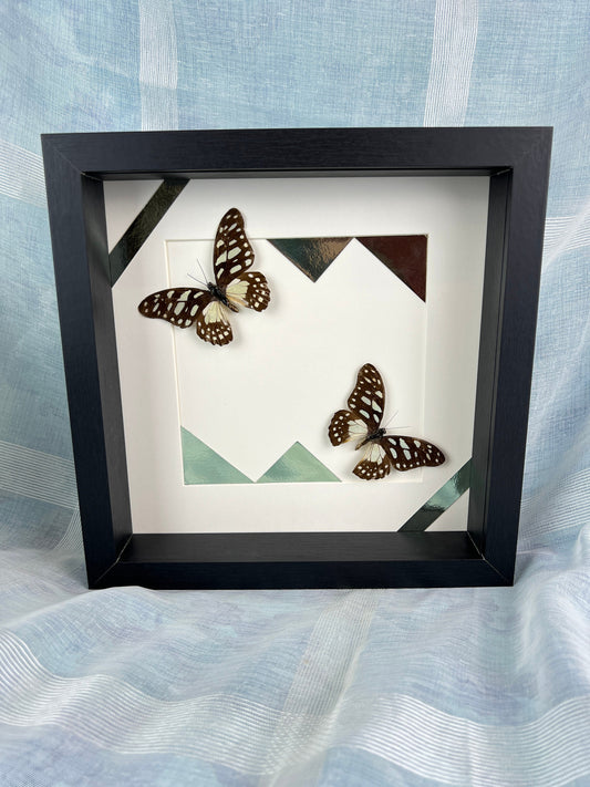 Ingelijste echte vlinders Graphium Leonidas en print in frame