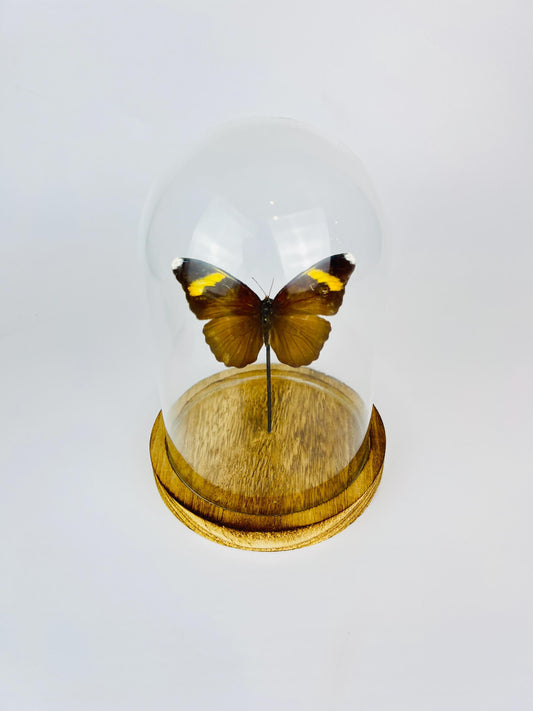 Euphaedra Butterfly Display in Glass Dome – 17 x 13 cm (6.7 x 5.1 inches)