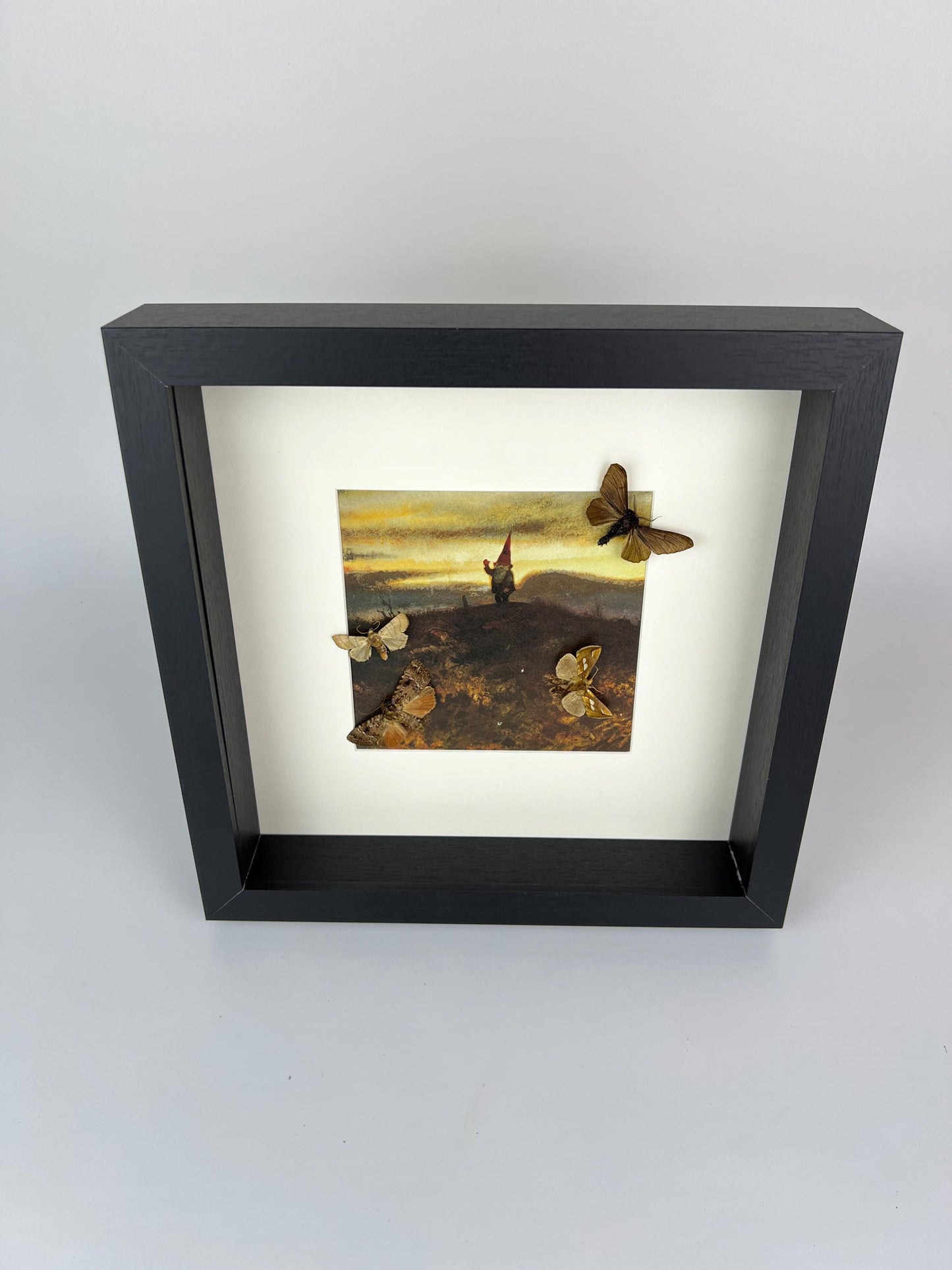 Framed Real Moths and Butterflies – 25 x 25 cm (9.84 x 9.84 inches)