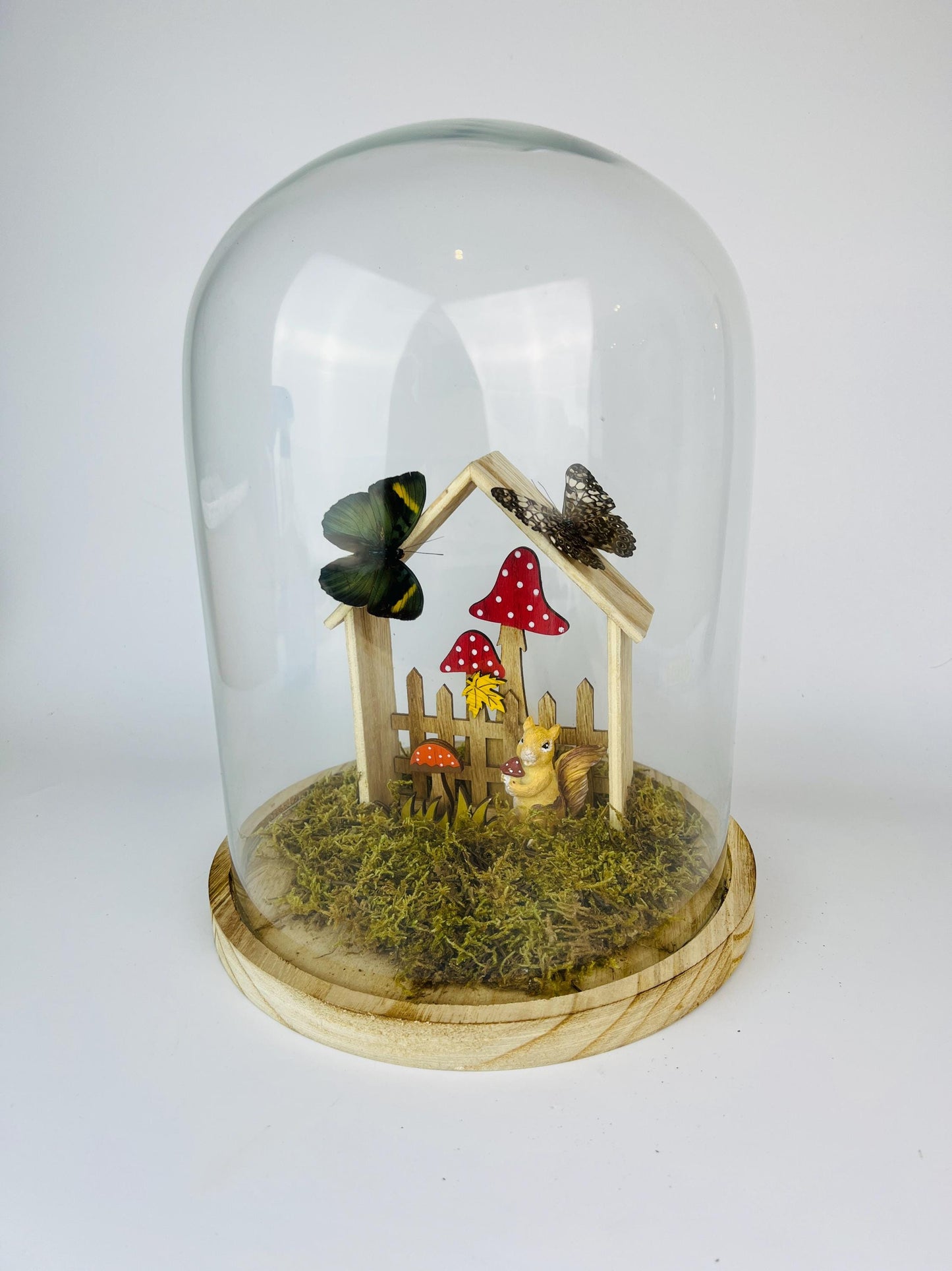 Echte vlinders | Twee vlinders op een tafereeltje in stolp (31x23cm)