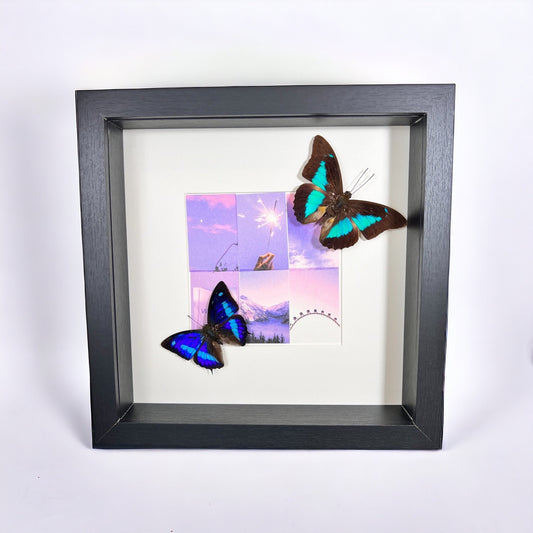 Framed real butterflies Archaeoprepona Demophon and Prepona Laertes
