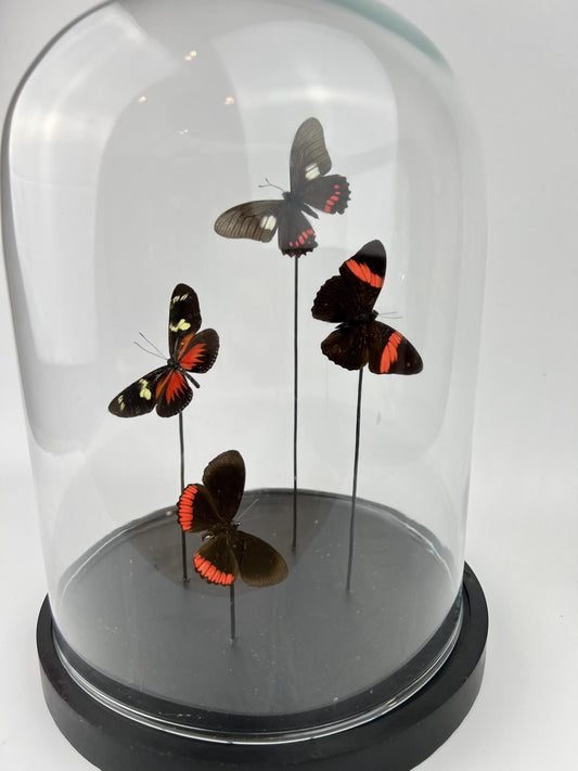 Echte vlinders | Mix vlinders in stolp (31x23cm)