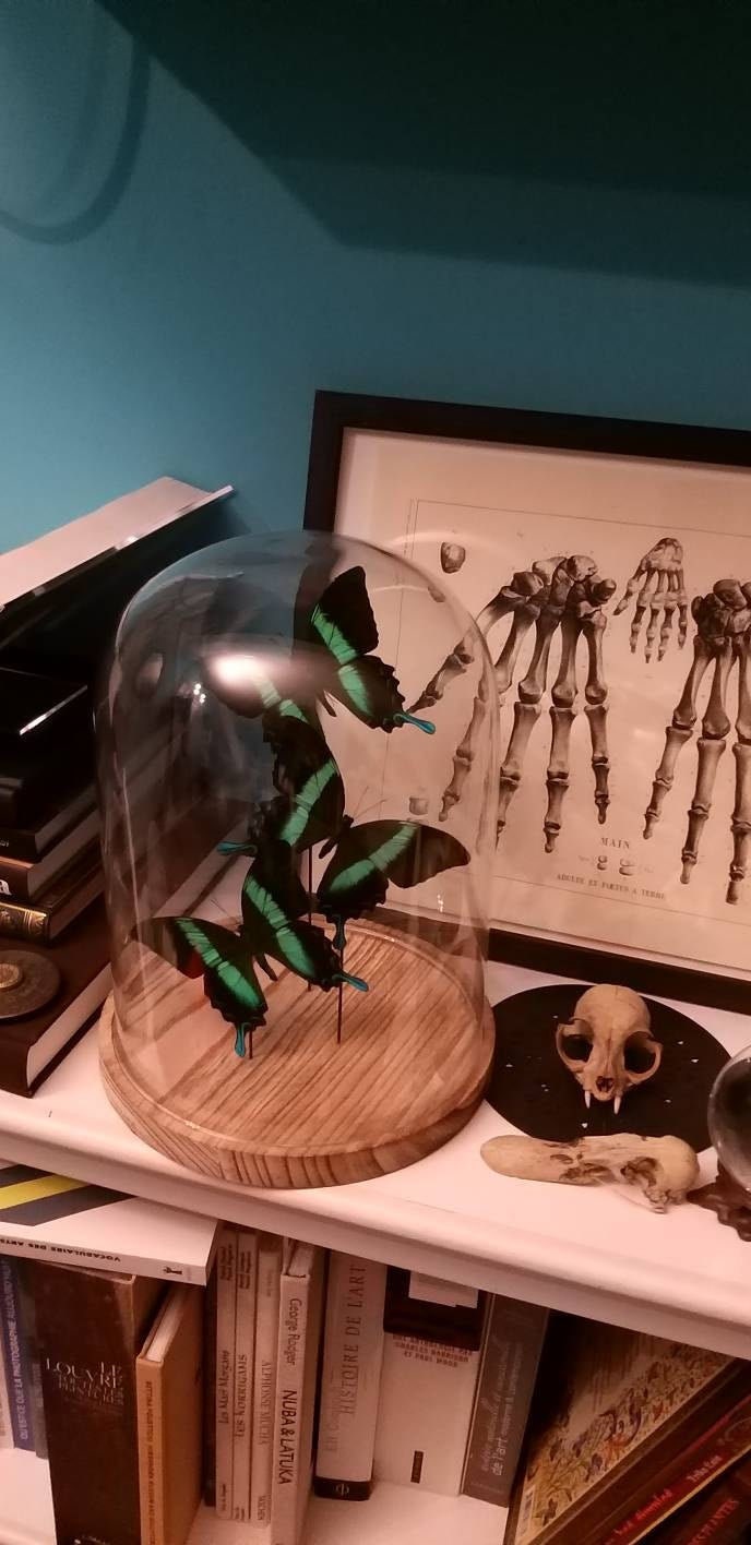 Echte vlinders | Papilio Blumei in stolp (31x23cm)