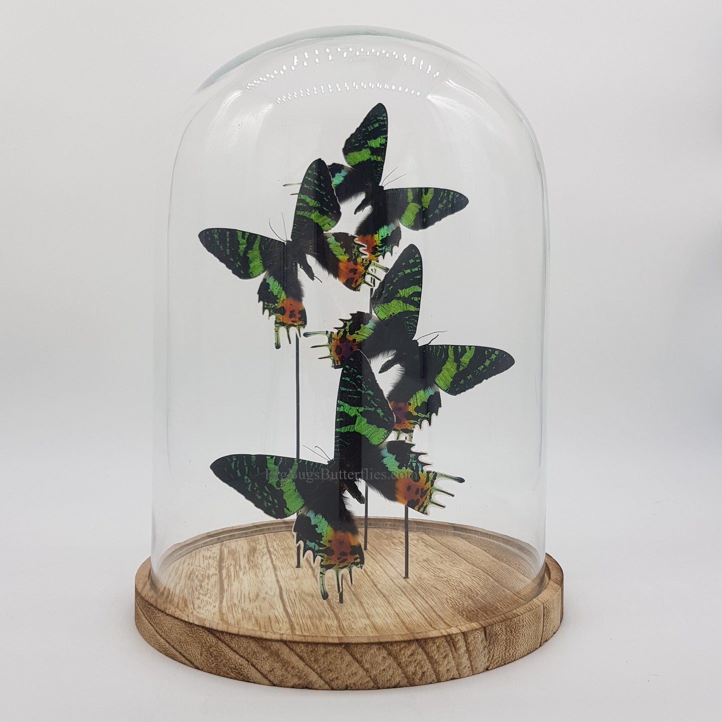 Echte vlinders | Urania Ripheus in stolp (31x23cm)