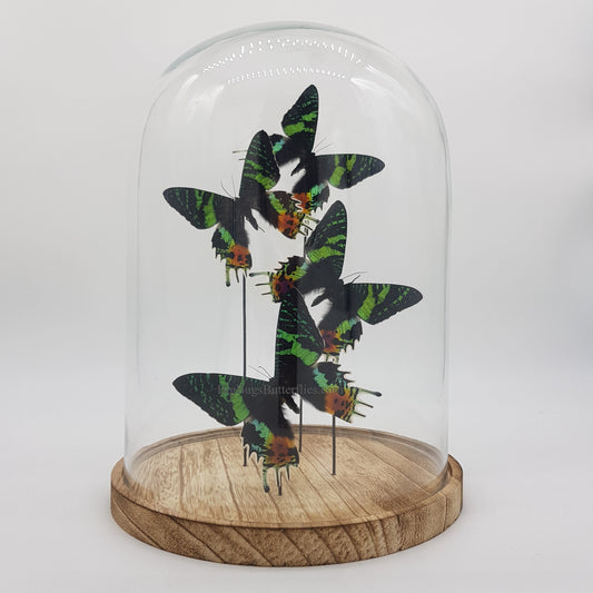 Echte vlinders | Urania Ripheus in stolp (31x23cm)