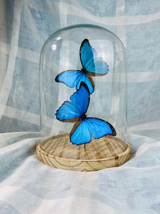 Handgemaakte vlinder - Morpho Didius Dome Display