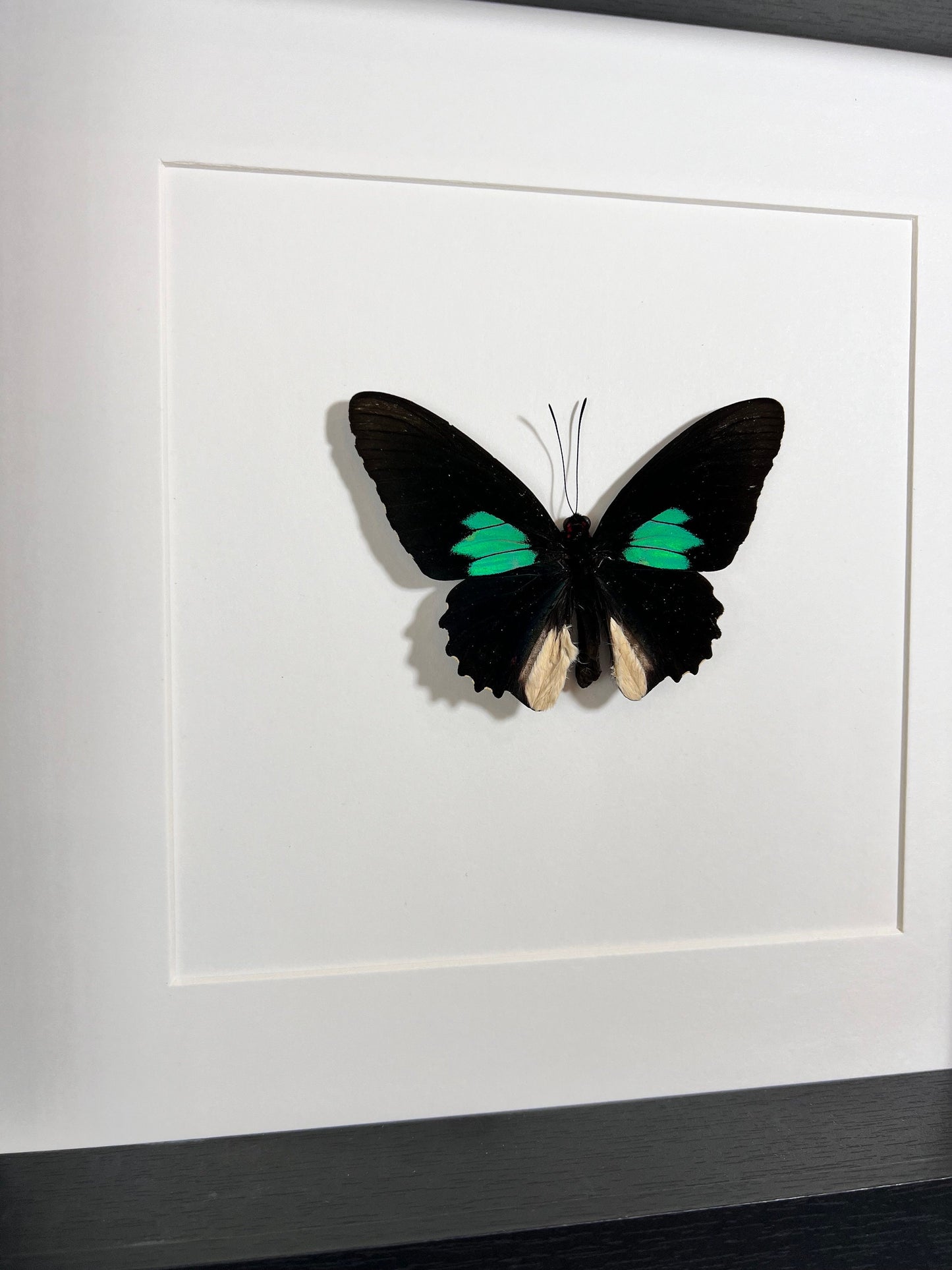 Framed butterfly Parides