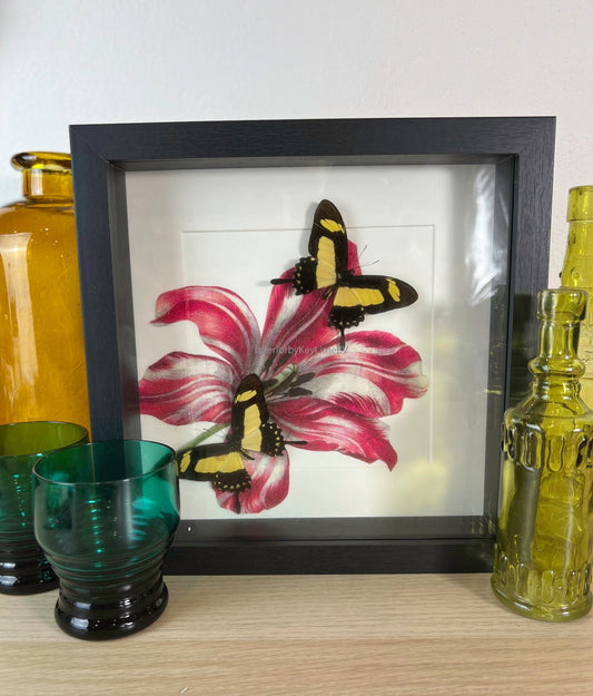 Echte vlinders Papilio Torquatus in lijst met print 25x25cm