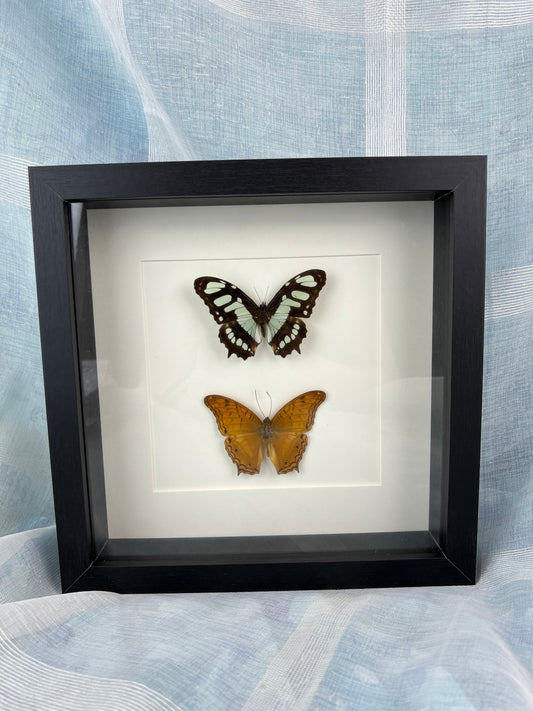 Natural Beauty in Frames - Real Butterflies Victoria Stelenes and Vindula Dejone