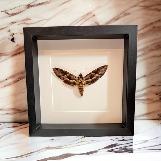 Framed real moth Eumorpha Triangulum