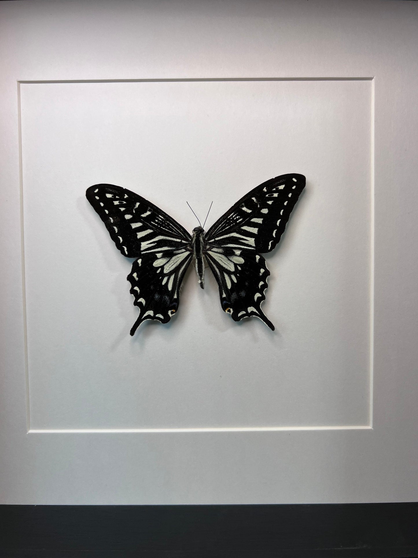 Framed real butterfly Papilio Xuthus