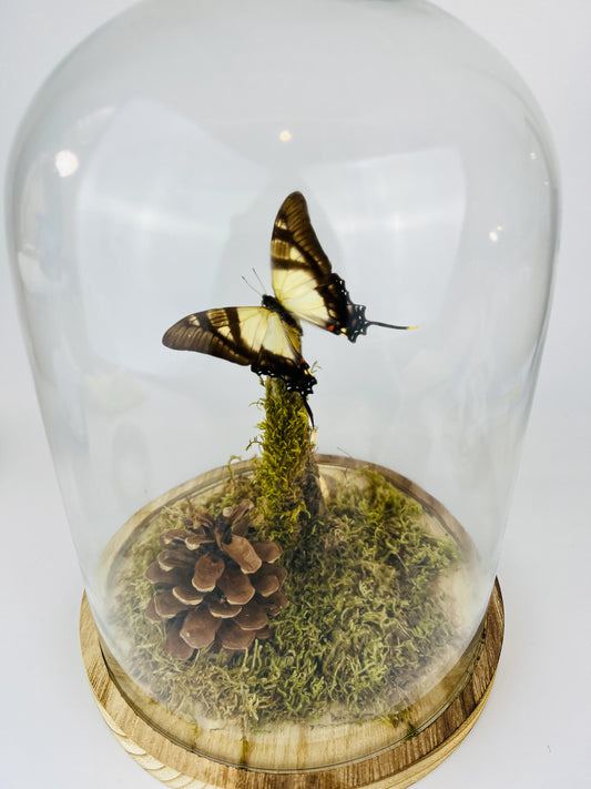 Echte vlinder | Eurytides Serville in stolp (31x23cm)