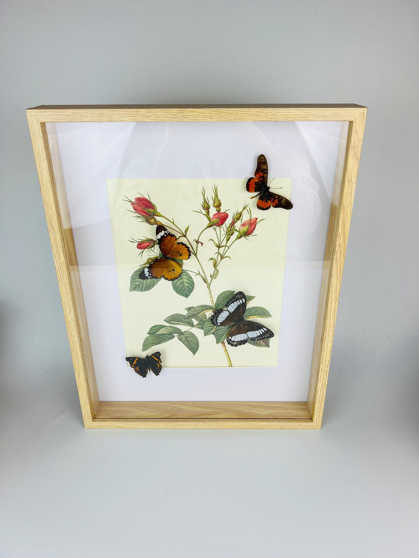 Echte vlinders in in lijst met een vintage botanische print (38x30cm)