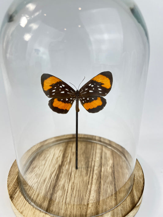 Echte vlinder | Stalachtis Euterpe in stolp (17x13cm)