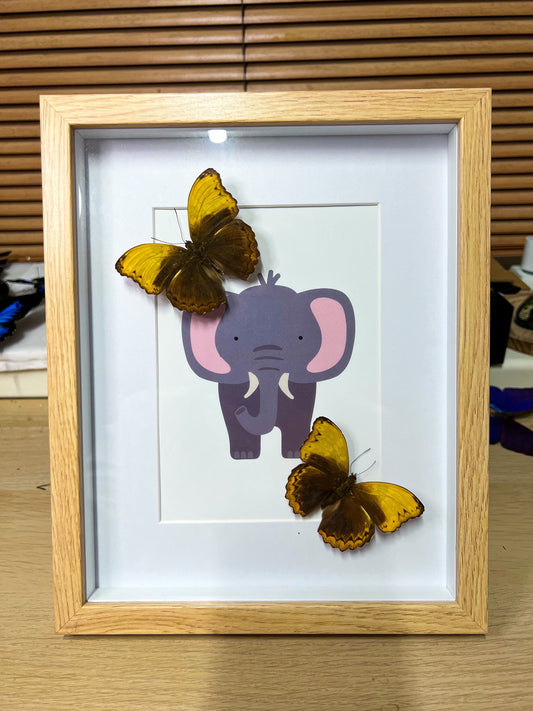 Echte vlinders | Cymothoe Haynac op print in lijst (25x25cm)