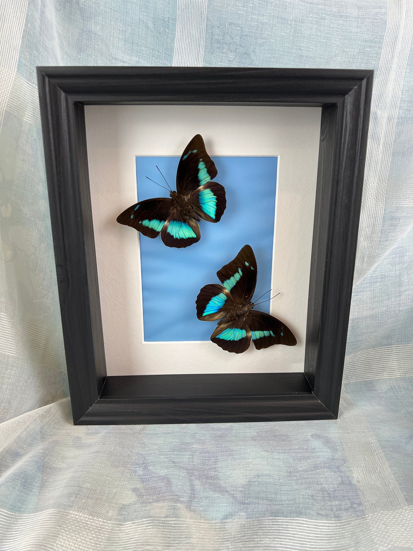 Echte vlinders | Prepona in lijst (28x23cm)