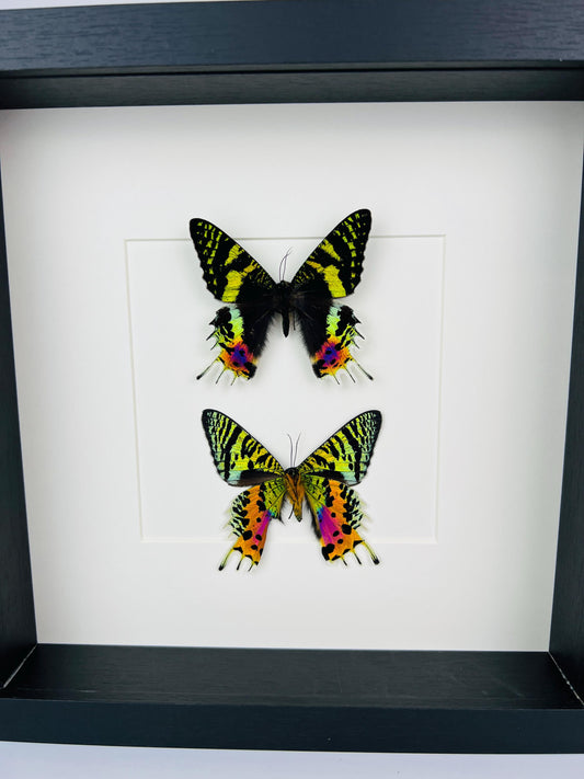 Echte vlinders Urania Ripheus (voor- en achterkant) - ingelijst - 25 x 25 cm (9,8 x 9,8 inch)