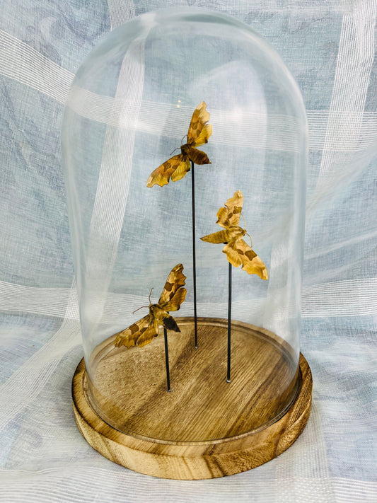 Real Sphingidae Moths Encased in Glass Dome - Exquisite Nature Display