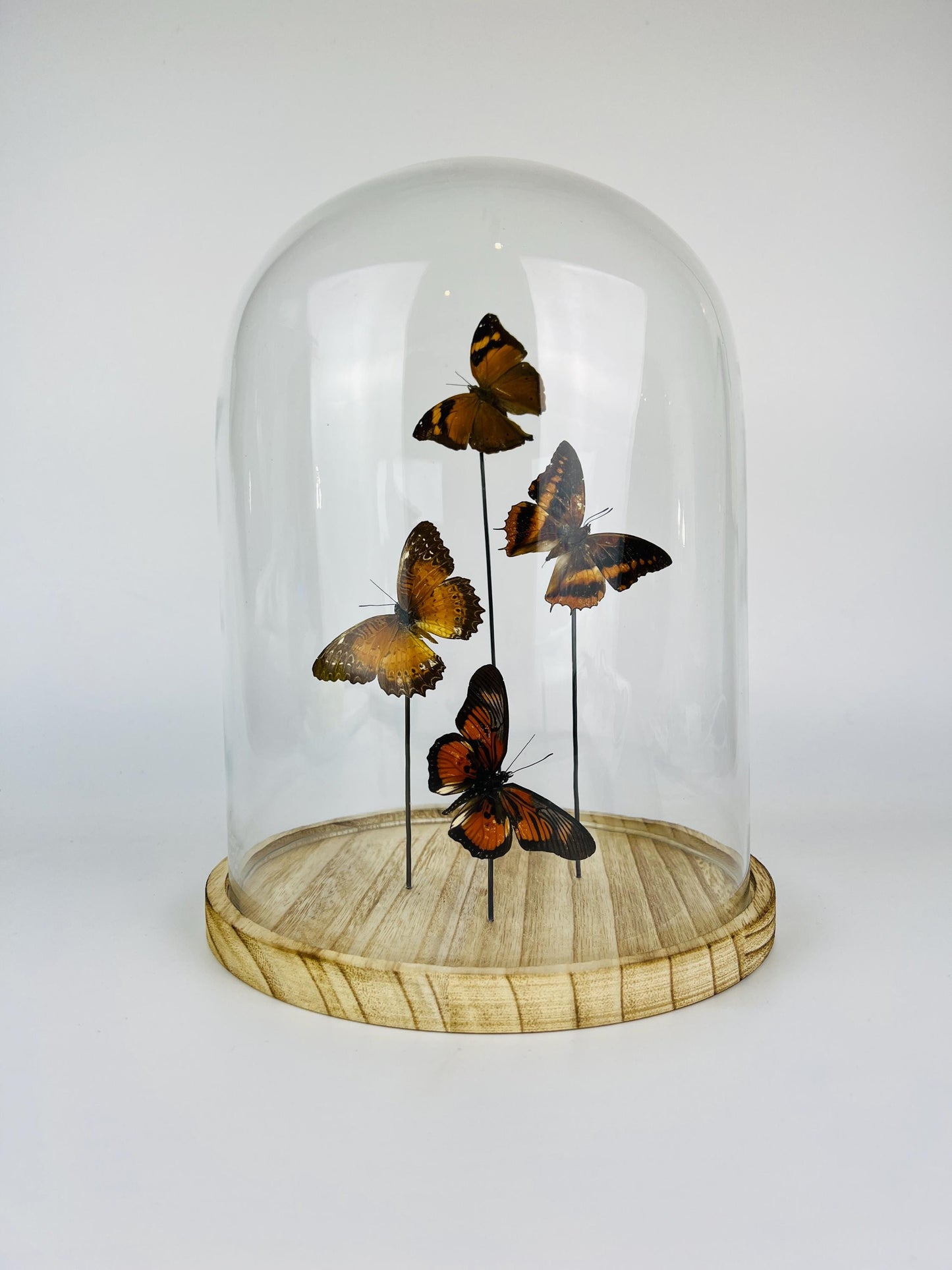 Glass Dome with Doleschallia Bisaltide, Charaxes Cynthia, Cethosia Biblis, and Pseudacraea Clarkii Butterflies | 9x12 Inch / 31x23 cm