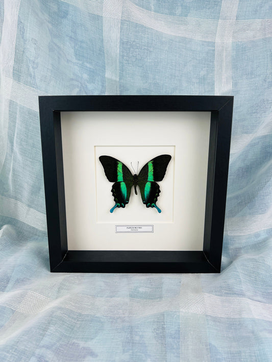 Uniek Papilio Blumei Butterfly Shadowbox-display met naamplaatje