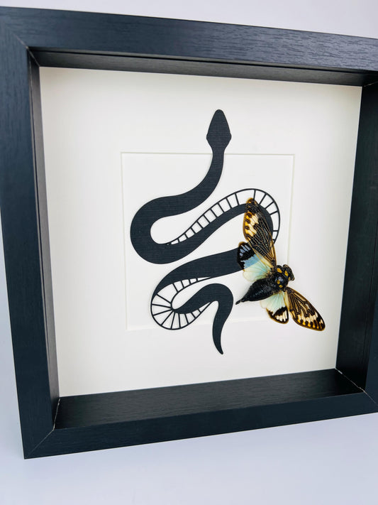 Framed Cicada Tosena Splendida with Decorative Snake – 25 x 25 cm (9.8 x 9.8 inches)