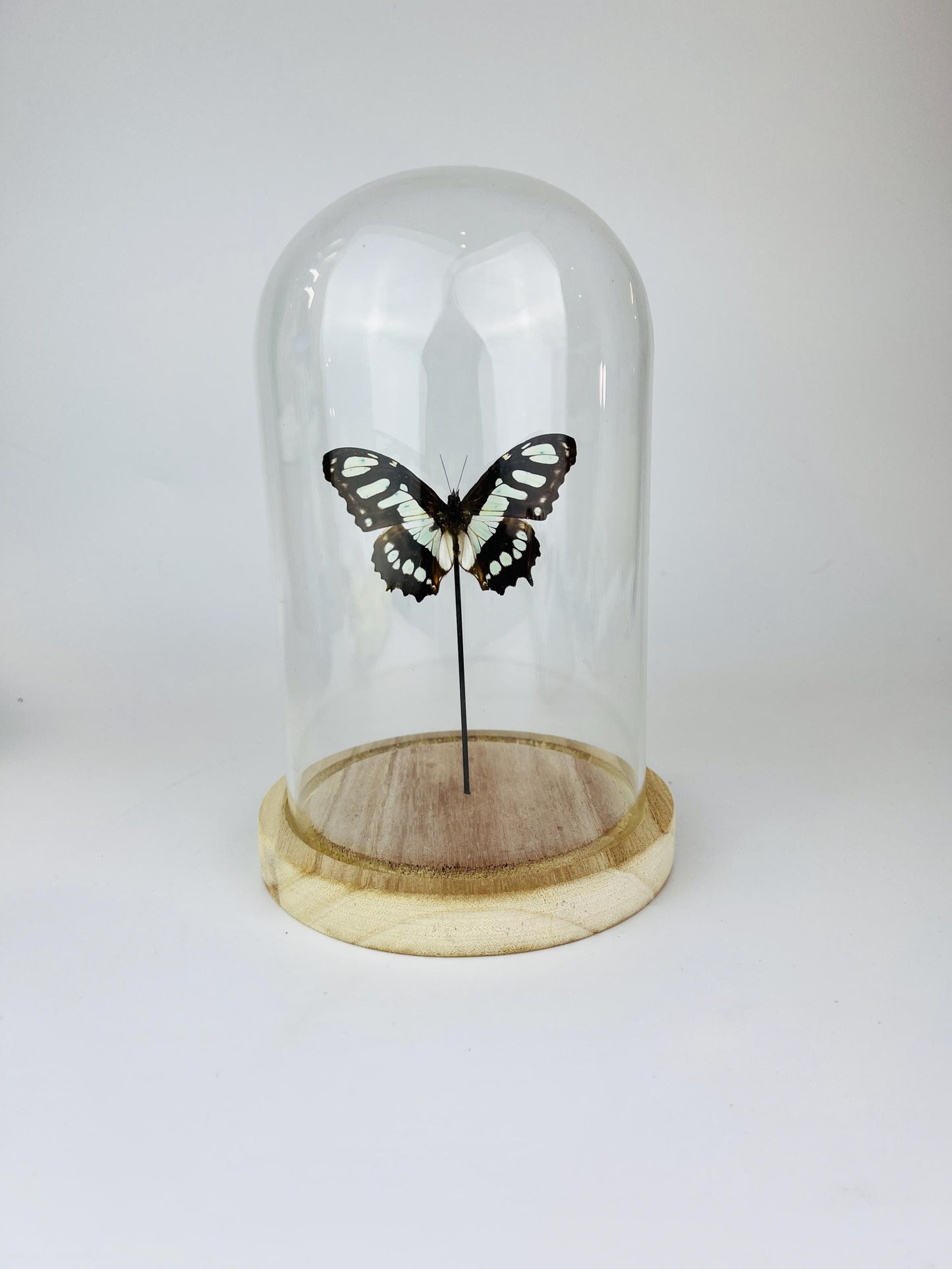 Echte vlinder | Siproeta Stelenes in stolp (21x14cm)