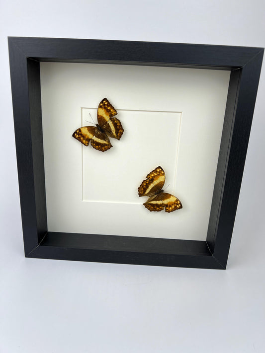 Echte vlinders | Harma Theobene in lijst (25x25cm)