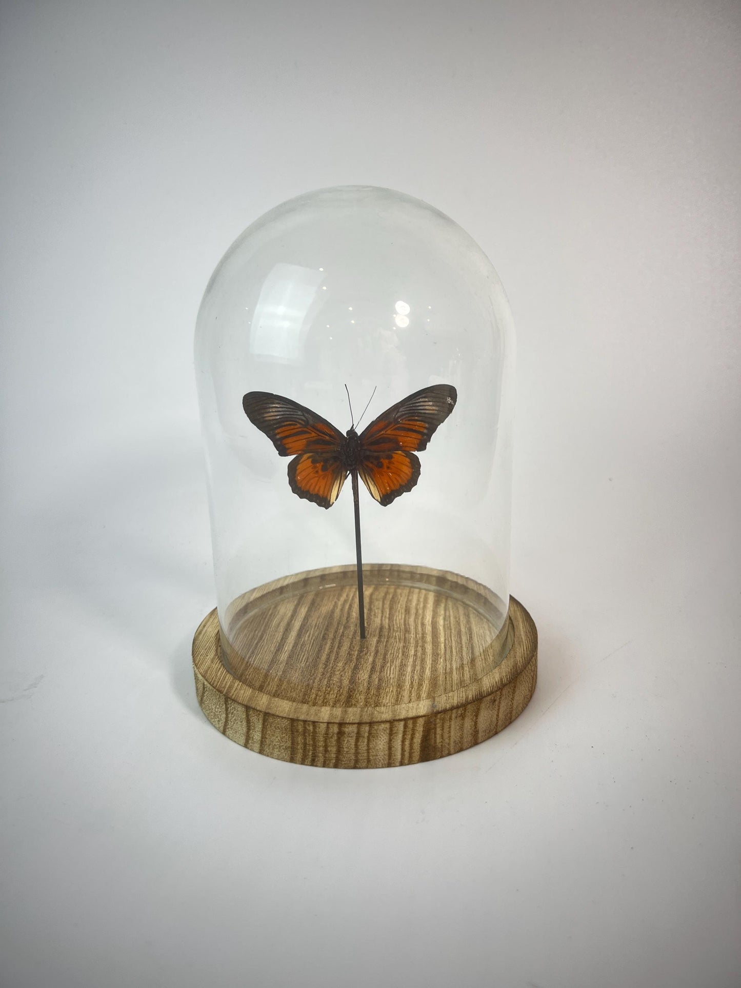 Echte vlinder | Dione Juno in stolp (17x13cm)