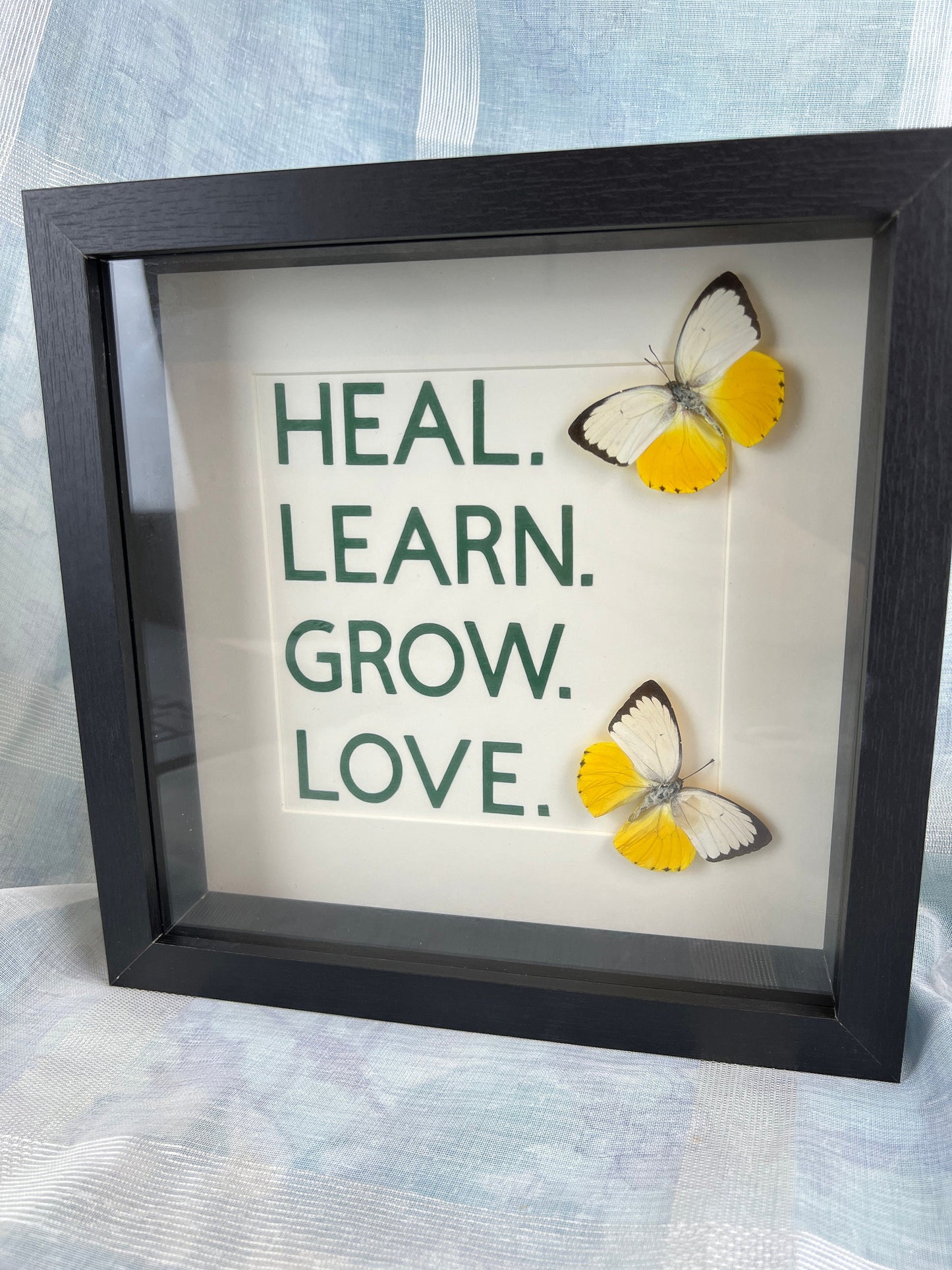 Echte vlinders | Catopsilia Scylla met tekst in lijst (25x25cm)