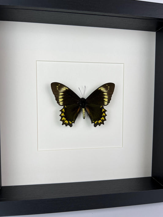 Framed real butterfly Battus Madyes Chlorodamas