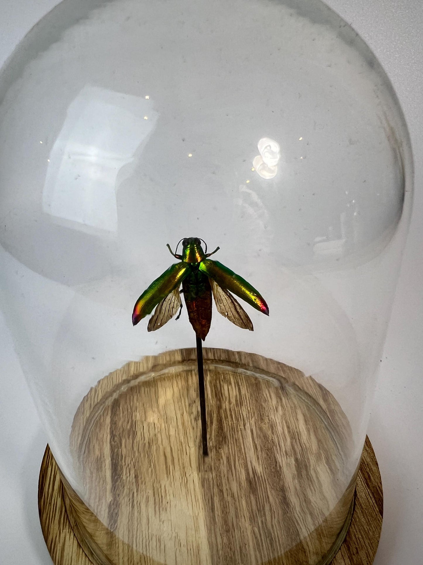 Echt insect | Kever in stolp (17x13cm)