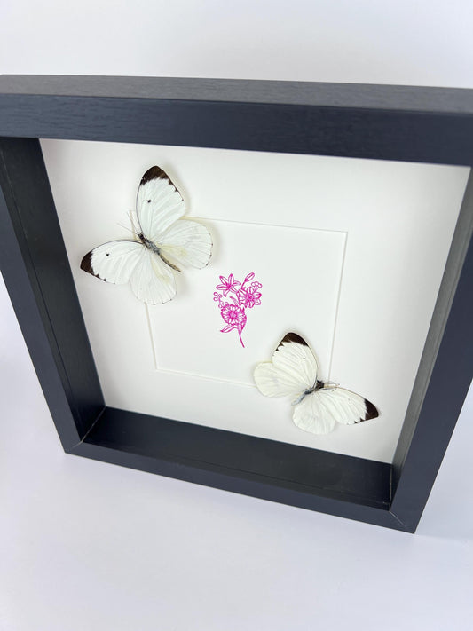 Opgezette vlinders Ascia Bunaie met paarse bloemtekening in lijst van 25x25 cm