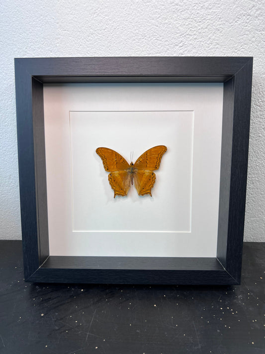Framed real butterfly Vindula Dejone